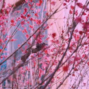 دانلود آهنگ دلبر چه نامرده بابا این دل پره درده